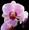 orhidee 2