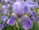 irisi1