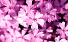 Alege_o_Floare_Flori_Desktop_Wallpapers_Flowers_Pictures