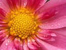 Dahlia_Flori_Desktop_Wallpapers_Poze_cu_Flori