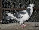 IMG_9305