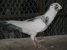 IMG_9310