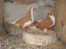 Picture 038