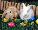 2-Rabbits-bunny-rabbits-4233951-1280-1024