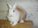 fetita