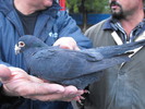 porumbel negru  piata (18)