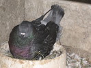 IMG_7789
