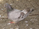 IMG_7802