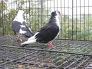 SAUA ALBA+PUICA MOTAT CEACAR