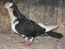 MOTATU BATRAN