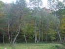 DSCF6012