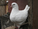 FEMELA