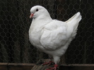 FEMELA