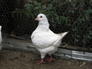 MASCUL