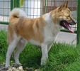 Pif 2000-2011, American Akita