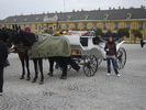 caleasca in curtea schonbrunn