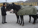 caleasca in curtea schonbrunn