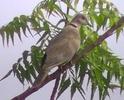 africancollareddove