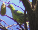 africangreenpigeon