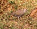 africanmourningdove