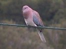 laughingdove