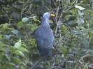 rameronpigeon