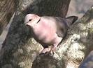 redeyeddove