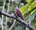 ruddygrounddove