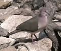 whitetippeddove