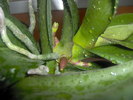 orhidee 19.10.2010 001