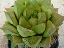 Haworthia cymbiformis v. cymbiformis  (Haw.) Duval.