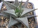 Haworthia limifolia v. limifolia  (Marloth)