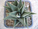 Haworthia limifolia v. limifolia (Marloth)