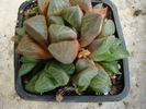 Haworthia magnifica v. magnifica   (V. Poelln. )