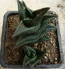 Haworthia nigra (Haw.) Baker1880