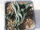 Haworthia nigra (Haw.) Baker1880