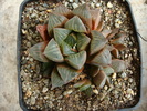 Haworthia pygmaea v. argenteomaculosa  (G.G. Sm.) M.B. Bayer