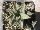 Haworthia venosa ssp. tesselata   (Lam.) Haw.