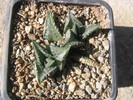 Haworthia venosa ssp. tesselatta (Lam.) Haw.