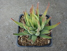 Hawortia attenuata (Haw.) Haw.1812.