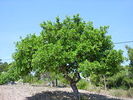 ceratonia siliqua tree