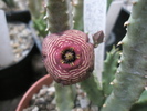 Stapelia revoluta v. tigrida - floare 20.10