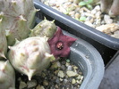 Huernia parviflora x. huernia sp. - floare
