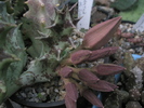 Orbeopsis lutea - boboc mai maricel