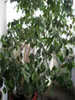 Ficus Benjamin