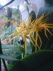 brassia