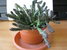 Stapelianthus decaryi 4 petale(1)