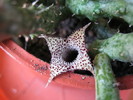 Stapelianthus decaryi 4 petale(11)