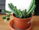 Huernia zebrina v. zebrina