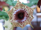 Huernia zebrina v. zebrina